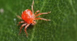 Малиновий кліщ